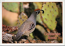 California gambel quail for sale  Shipping to Ireland