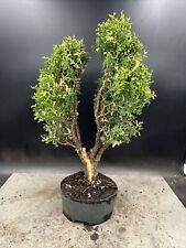 Thuja bonsai tree for sale  BROUGH