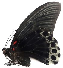 Papilio memnon ceani gebraucht kaufen  München