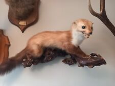 Taxidermy small stoat for sale  BILLINGHAM
