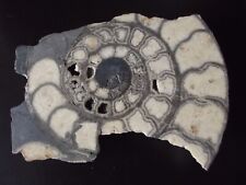 Ammonit arietites anschliff gebraucht kaufen  Kusel-Umland