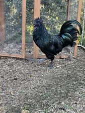 Purebred ayam cemani for sale  Johnston