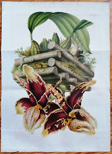 Orchid Stanhopea tigrina - Van Houtte Flore de Serres Large Print - 1852 for sale  Shipping to South Africa