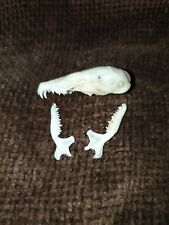 Genuine mole skull for sale  SWANSEA