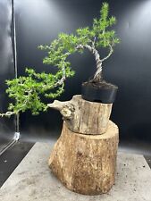 European larch bonsai for sale  BROUGH