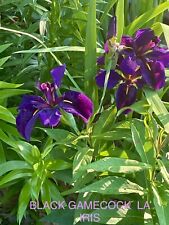 Louisiana iris black for sale  Olive Branch