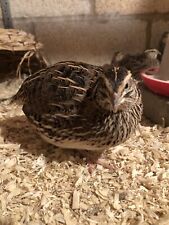 Dozen coturnix quail for sale  RHYL