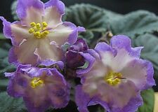 African violet plant for sale  Ruckersville