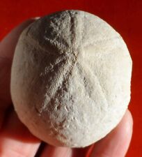 Oursin fossile éocène d'occasion  Cuxac-d'Aude