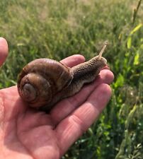 escargot snails for sale  Santa Maria