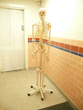 Life size skeleton for sale  BARNET