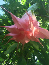 rare BRUGMANSIA   "DALENS PINK AMOUR "- big plant  /roots sytsem is shipped/ for sale  Shipping to South Africa