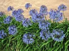 Agapanthus plants garden for sale  BROADSTAIRS