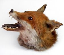 Vintage antique taxidermy for sale  KINGSTON UPON THAMES