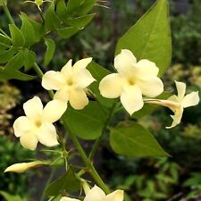 Jasmine officinale clotted for sale  GLASGOW