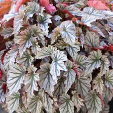 Begonia plant looking for sale  Danielson