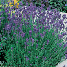 English lavender hardy for sale  IPSWICH