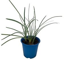Garlic grass plant for sale  Shipping to Ireland