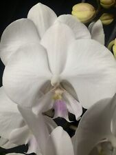 Phalaenopsis manta mindoro for sale  LONDON