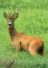 Deer reh hirsch gebraucht kaufen  Deutschland