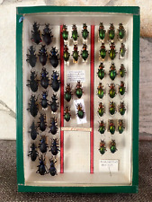  CABINET OF CURIOSITY - entomological box / CARABUS punctatoauratus Festivus for sale  Shipping to South Africa