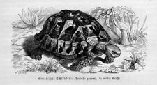 Griechische schildkröte mauri gebraucht kaufen  Lauenburg/ Elbe