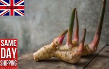 Greater galangal ப for sale  BROCKENHURST