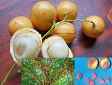 20 UVAS BIRMANESAS Baccuarea ramiflora Mafai Ma-Fai sementes de árvore/planta/fruta comprar usado  Enviando para Brazil