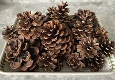 Pine cones including for sale  CONGLETON