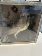 taxidermie owl for sale  RUTHIN
