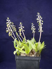 Scilla Pauciflora Ledebouria Pauciflora Scilla green blueberries vase pot 9x9x10 for sale  Shipping to South Africa