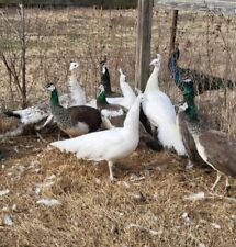 Peacock peafowl hatching for sale  S Coffeyville