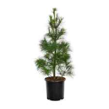 Usado, 5 pies pino blanco RAÍZ DESNUDA 9 árboles a la venta suministro limitado Pinus strobus segunda mano  Embacar hacia Argentina