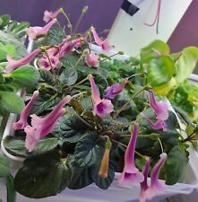 Mini Sinningia seeds rare Gesneriad tuberous exotic African Violet for sale  Shipping to South Africa