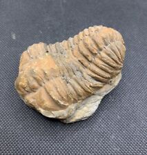 Fossili trilobite marocco usato  Monte San Pietro