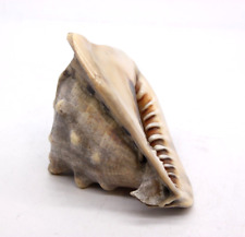 Conch shell large for sale  MIRFIELD