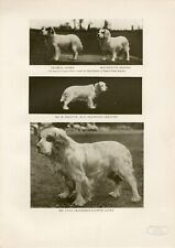 Clumber spaniel named for sale  COLEFORD