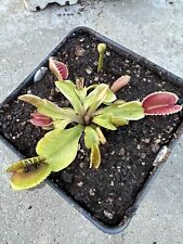 Venus flytrap white for sale  Chesapeake