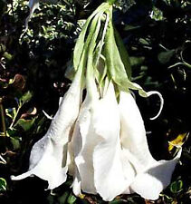 Brugmansia schreded white d'occasion  Villemandeur