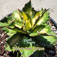 Agave oteroi solar for sale  West Covina