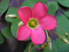 Oxalis deppei bulbs for sale  GLASGOW