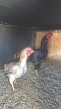 Game hatching eggs for sale  UK