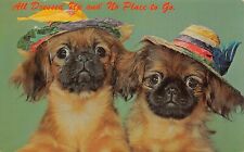 Pekingese dogs puppy for sale  Palm Bay