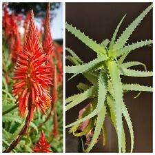 Aloe vera. arborescens for sale  NOTTINGHAM