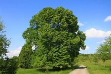 Tilia platyphyllos sommerlinde gebraucht kaufen  Eslohe