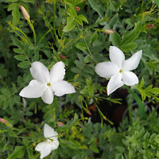 Jasmin grandiflora plant for sale  Shipping to Ireland