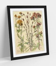 botanical illustration prints for sale  LONDONDERRY