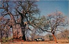 CPM AK A giant baobab tree SOUTH AFRICA (1264596) for sale  Shipping to South Africa