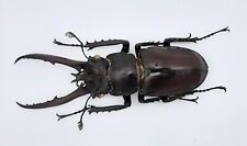 Lucanus hermi, A1, 54mm, #LL12 for sale  Shipping to South Africa