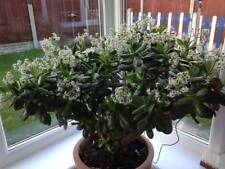 Used, Money plant (Jade plant )~ 5 cuttings for sale  Canada